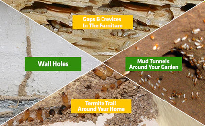 Termite Killer Spray - Effective solution for home(200ML)